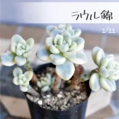 2026年最新】多肉植物 錦の人気アイテム - メルカリ