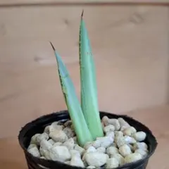 2026年最新】アガベ キュービックの人気アイテム - メルカリ