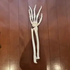 2026年最新】3b scientificの人気アイテム - メルカリ