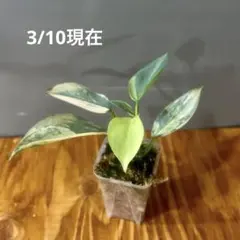 2026年最新】フィロデンドロン シルバーソードの人気アイテム - メルカリ