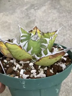 2026年最新】オアハカ 現地球の人気アイテム - メルカリ