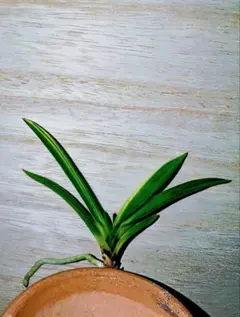 2026年最新】富貴蘭 本の人気アイテム - メルカリ