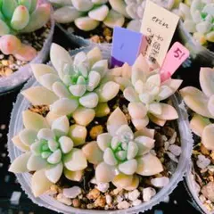 2026年最新】ダーリーサンシャインの人気アイテム - メルカリ