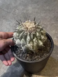 2026年最新】サボテン 黒王丸の人気アイテム - メルカリ