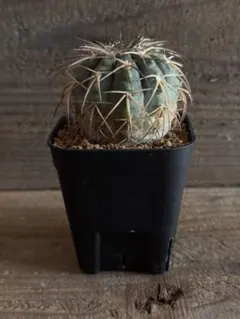 2026年最新】黒王丸 現地球の人気アイテム - メルカリ