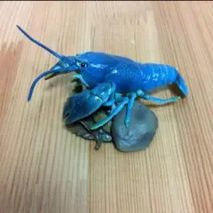 2026年最新】週刊日本の天然記念物の人気アイテム - メルカリ