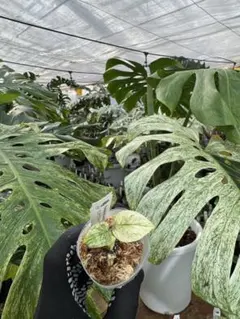 2026年最新】モンステラ デリシオーサ フルミントの人気アイテム