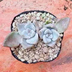 2026年最新】優木園の人気アイテム - メルカリ