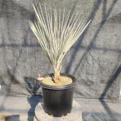 2026年最新】ブラヘア アルマータの人気アイテム - メルカリ