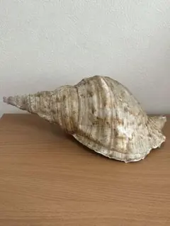 2026年最新】法螺貝標本の人気アイテム - メルカリ