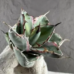 2026年最新】アガベ bb錦の人気アイテム - メルカリ