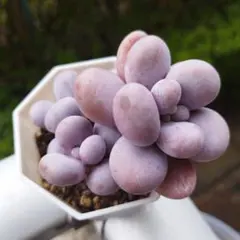 2026年最新】オレンジスノーボール 多肉の人気アイテム - メルカリ