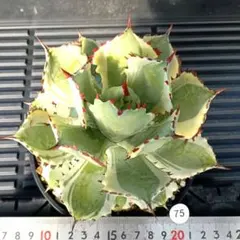 2026年最新】アガベオルカの人気アイテム - メルカリ