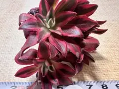 2026年最新】錦 アエオニウムの人気アイテム - メルカリ