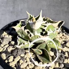 2026年最新】CJSpecialの人気アイテム - メルカリ