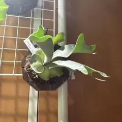 2026年最新】willinckii cloudの人気アイテム - メルカリ