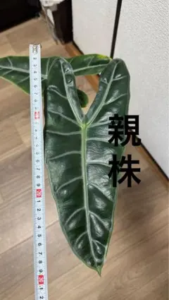 2026年最新】ロンギロバの人気アイテム - メルカリ