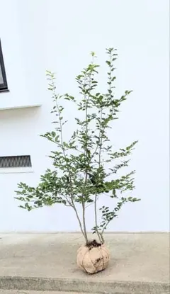 2026年最新】山採り ソヨゴの人気アイテム - メルカリ