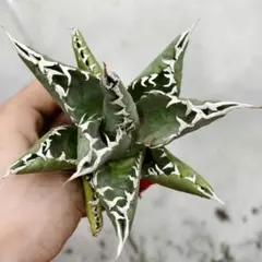 2026年最新】海王 アガベの人気アイテム - メルカリ