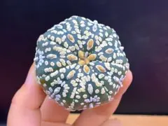 2026年最新】サボテン 兜の人気アイテム - メルカリ