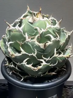 2026年最新】アガベ チタノタ シーザーの人気アイテム - メルカリ