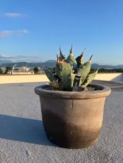 2026年最新】オアハカ 子株の人気アイテム - メルカリ