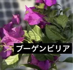 2026年最新】ブーゲンビリアの人気アイテム - メルカリ