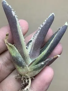 2026年最新】アガベ sad 錦の人気アイテム - メルカリ