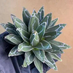 2026年最新】笹の雪 中斑の人気アイテム - メルカリ