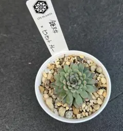 2026年最新】銀天女の人気アイテム - メルカリ