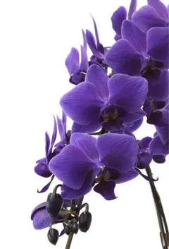 2026年最新】胡蝶蘭 ブルージーンの人気アイテム - メルカリ