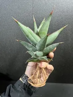 2026年最新】サンスベリア ピングイキュラの人気アイテム - メルカリ