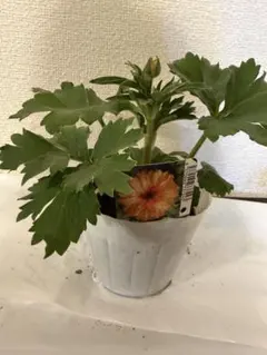 2026年最新】ラナンキュラス ポスポロスの人気アイテム - メルカリ