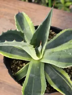 2026年最新】オルカ アガベの人気アイテム - メルカリ