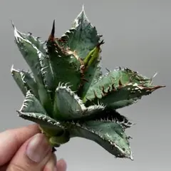 2026年最新】アガベチタノタ金蟾王の人気アイテム - メルカリ