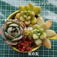 2026年最新】花団錦の人気アイテム - メルカリ