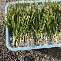 2026年最新】玉ねぎ苗 ターザンの人気アイテム - メルカリ