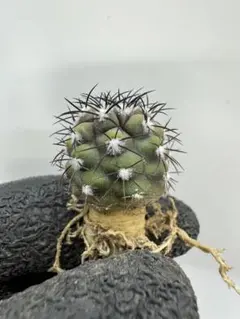 2026年最新】コピアポア グリセオの人気アイテム - メルカリ