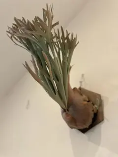 2026年最新】ビカク エルサの人気アイテム - メルカリ