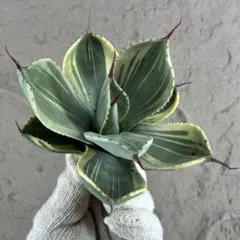 2026年最新】アガベ ライムストリークの人気アイテム - メルカリ