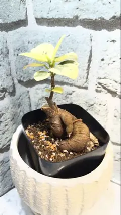 2026年最新】パンダガジュマル 斑入りの人気アイテム - メルカリ