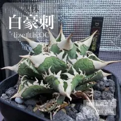 2026年最新】白豪刺の人気アイテム - メルカリ