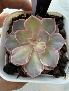 2026年最新】フローレンス錦の人気アイテム - メルカリ