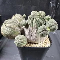 2026年最新】オベサ 木質化の人気アイテム - メルカリ