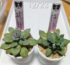 2026年最新】ルイパパの人気アイテム - メルカリ