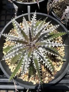 2026年最新】ディッキアの人気アイテム - メルカリ