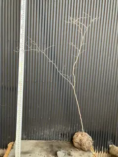 2026年最新】山採り ヤマコウバシの人気アイテム - メルカリ