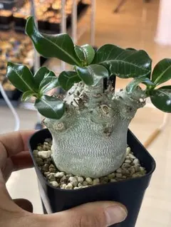 2026年最新】アデニウム ドワーフの人気アイテム - メルカリ