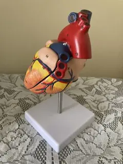 2026年最新】心臓模型の人気アイテム - メルカリ
