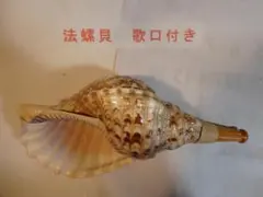 2026年最新】法螺貝 和楽器の人気アイテム - メルカリ